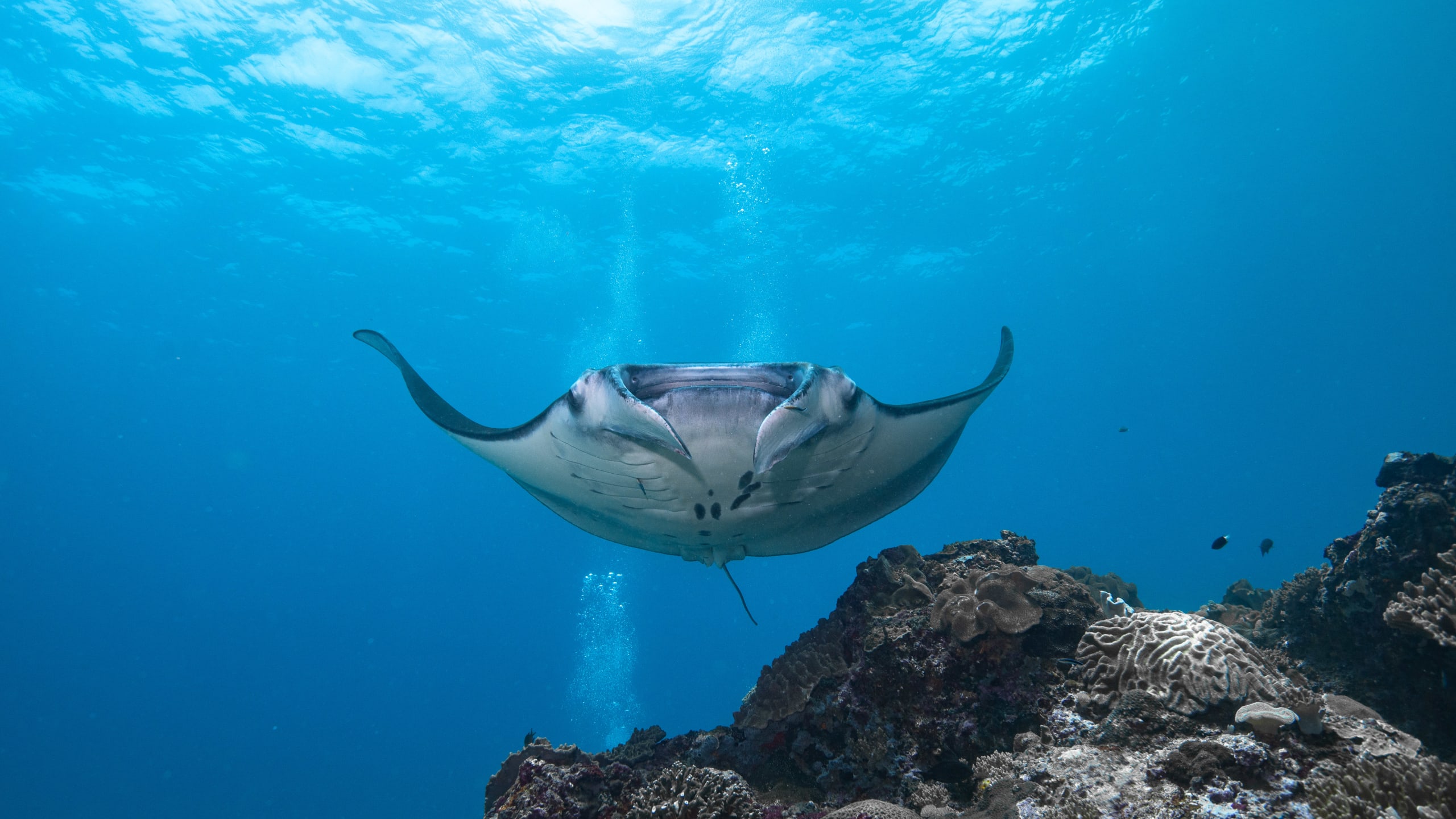 Waves, Tides and Currents - Drift Diving Nusa Penida